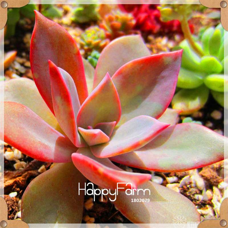 99 Rare Succulents & Lithops Seeds - Exotic Bonsai Plants, - Unique Office & Home Garden