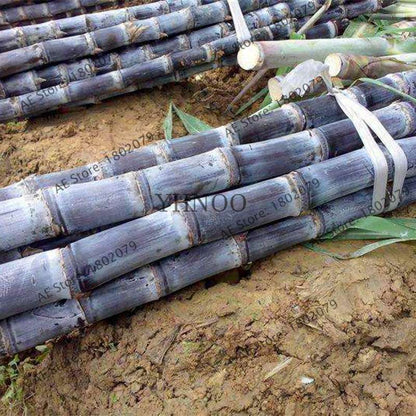 2025 New Sugar Cane Seeds - for Home Garden, Medicinal & Vitamin-Rich Planting (Non-GMO)