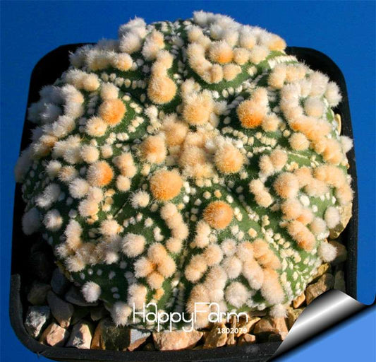 Rare Ball Cactus Seeds - Succulent Plant, Bonsai & Celestial Flower for Pots - Indoor/Outdoor Planting
