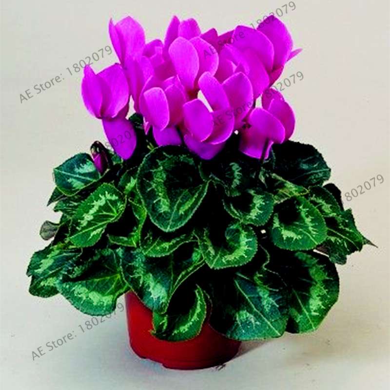 Cyclamen Seeds - Perennial Bonsai Plants for Home & Garden, Easy to Grow, Fast Shipping
