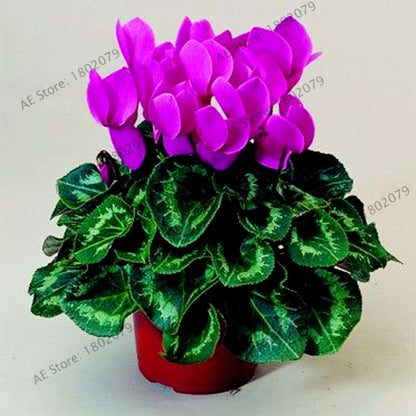 Cyclamen Seeds - Perennial Bonsai Plants for Home & Garden, Easy to Grow, Fast Shipping