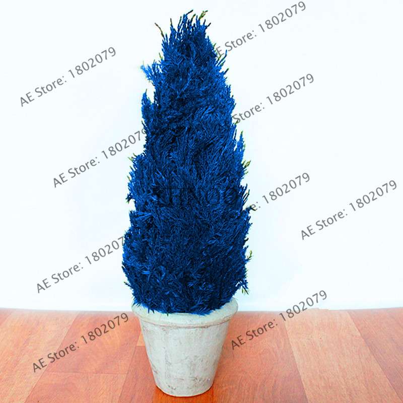 Rare Blue Cypress Tree Seeds - Easy-Grow Platycladus Orientalis for Your Garden | Fast Shipping