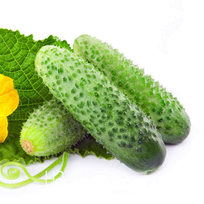 Japanese Cucumber Seeds for Planting - Fresh Garden, Balcony & Bonsai Vegetable Seeds (Cucumis Sativus)