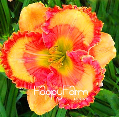 Hybrid Daylily Seeds - Colorful Hemerocallis Lily for Home Garden & Bonsai | Fast-Growing Flower Seeds