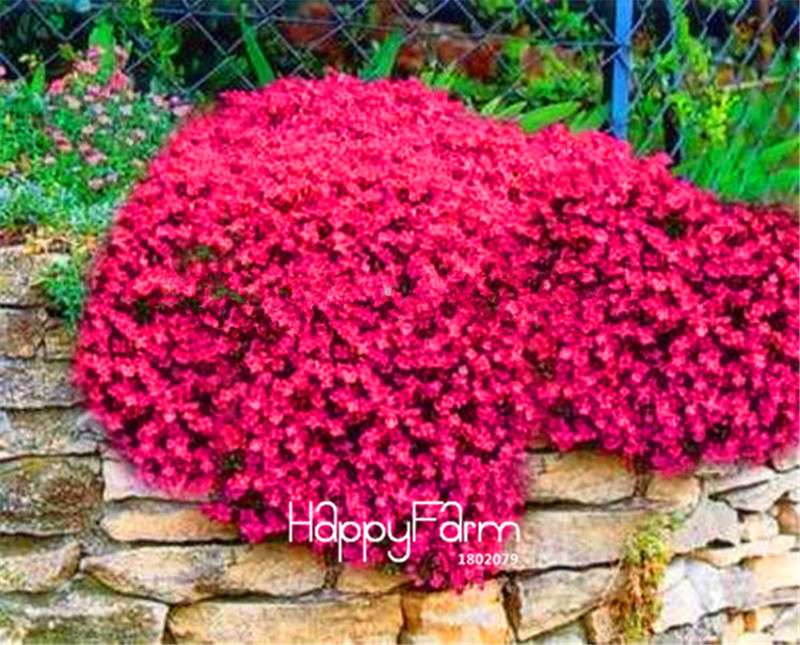Red Rock Cress Seeds - Perennial Deer-Resistant Flowers for Garden | Fast Shipping