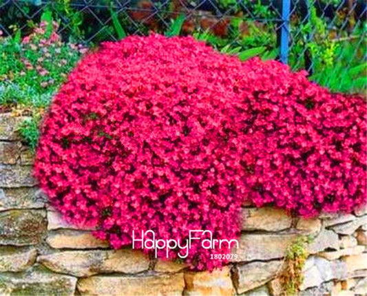 Red Rock Cress Seeds - Perennial Deer-Resistant Flowers for Garden | Fast Shipping