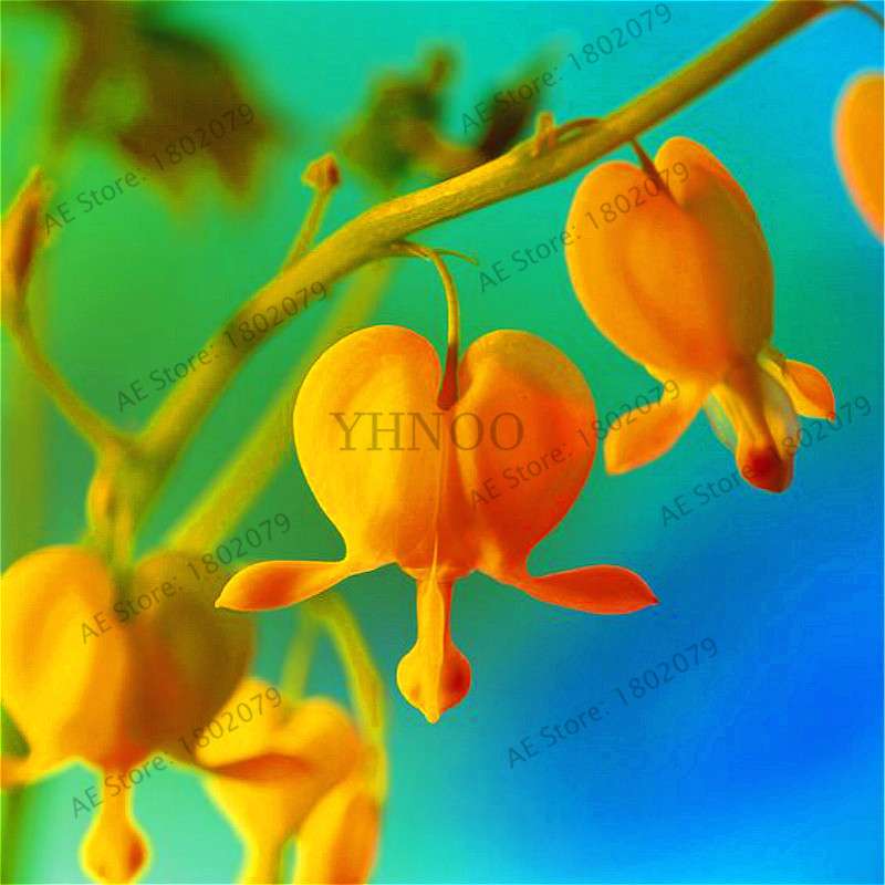 Bleeding Heart Seeds (Dicentra Spectabilis) - Orchid Seeds for Pots & Cottage Gardens