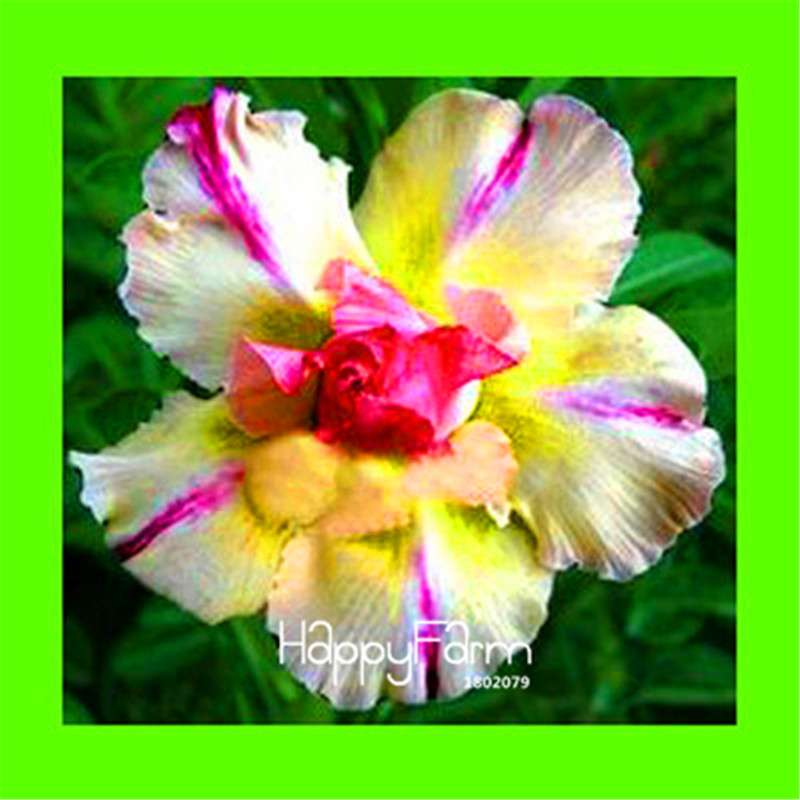 Desert Rose Seeds - Stunning Bonsai Flower for Garden, Balcony & Pots