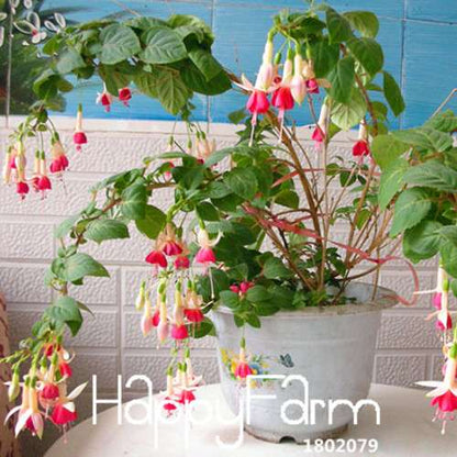 9 Vibrant Fuchsia Perennial Flower Seeds - DIY Potted Bell Flowers, Easy to Grow