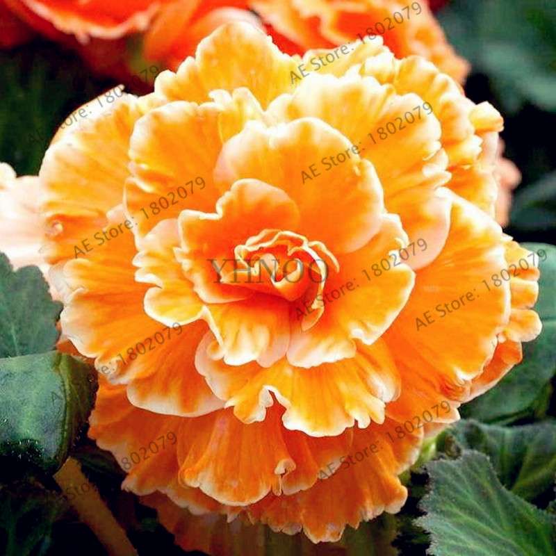Begonia Seeds - Easy to Grow Bonsai Balcony Flowers, Potted Eustoma & Malus Spectabilis for Home Garden