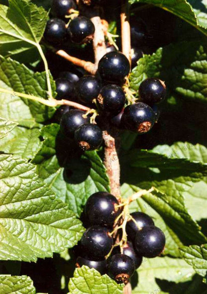 Organic Gooseberry Seeds - Fresh, Nutrient-Rich Perennial Fruit Seeds for Home Gardening