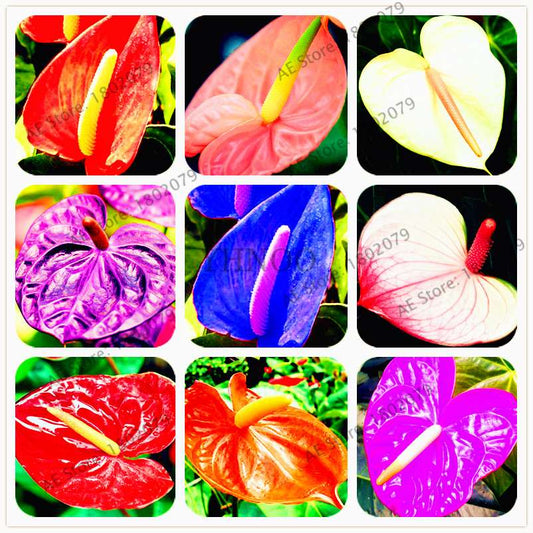Anthurium Seeds - Colorful Bonsai Flower Seeds for Home Garden, Balcony DIY Planting (Andraeanum)