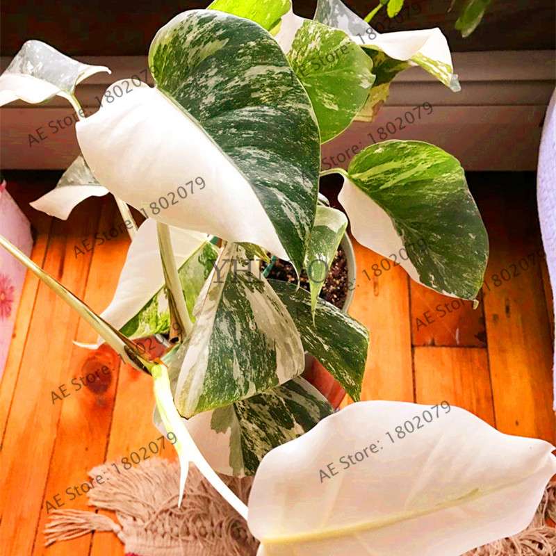 2025 Rare Palm Turtle Leaf Monstera Seeds - Home Bonsai & Perennial Plants, Mixed Foliage Flowers