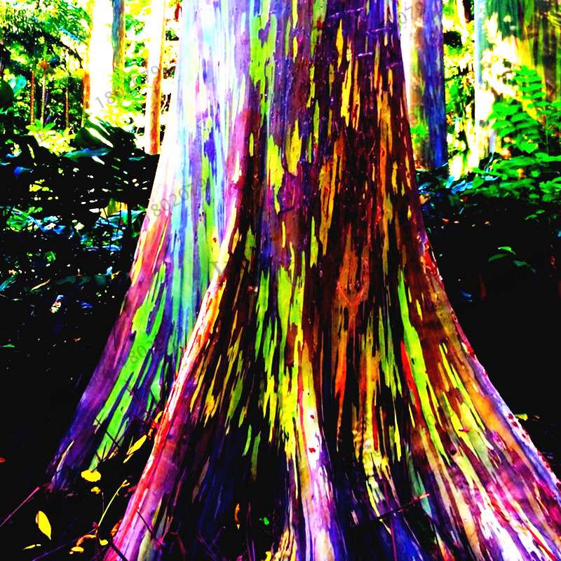 Rainbow Eucalyptus Seeds - Rare Tropical Tree for Garden Planting, Fast-Growing Showy Eucalyptus Deglupta