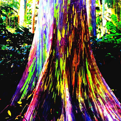 Rainbow Eucalyptus Seeds - Rare Tropical Tree for Garden Planting, Fast-Growing Showy Eucalyptus Deglupta