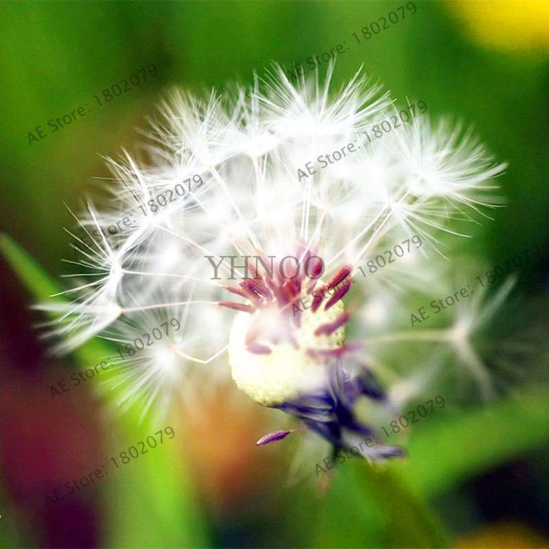 2025 Fresh Dandelion Seeds (Taraxacum Mongolicum) - Grow Your Own Bonsai Flowers | Fast US Shipping