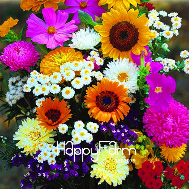 Mixed Color Wildflower Seeds - Perennial, Native Bonsai Plants for Home Garden
