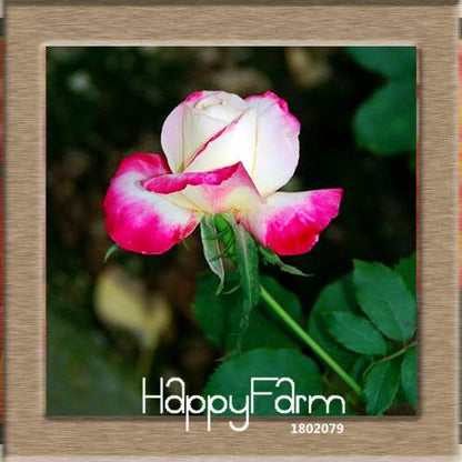 Pink & White Rose Seeds - 24 Rare Colors, for Balcony Planting, Potted Flower Garden