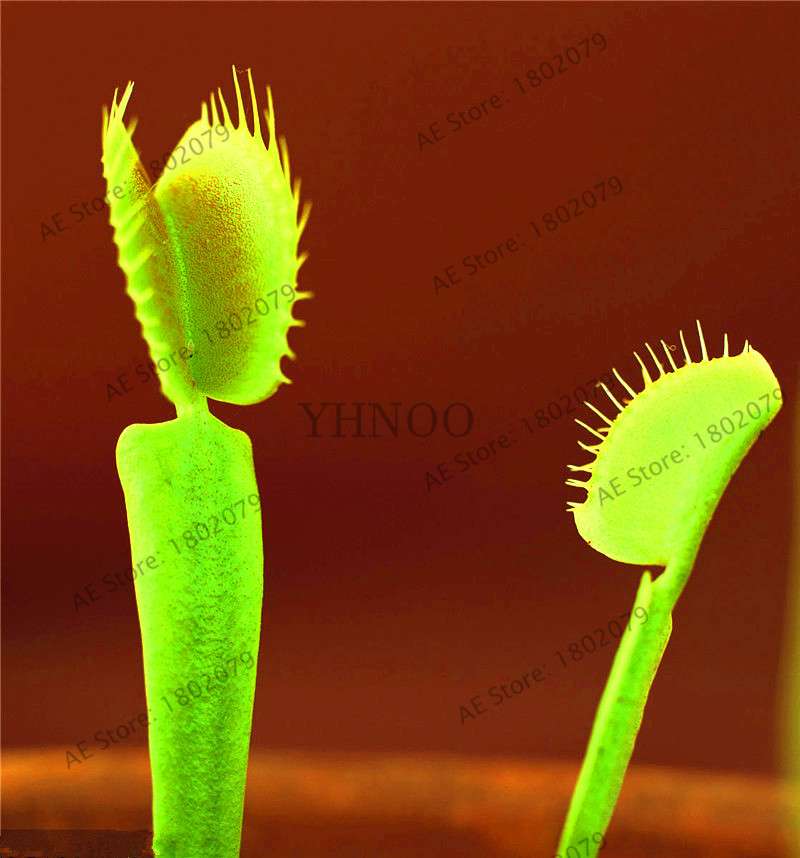 Flytrap Seeds - Carnivorous Dionaea Muscipula for Bonsai & Garden | Fast-Growing Potted Plant