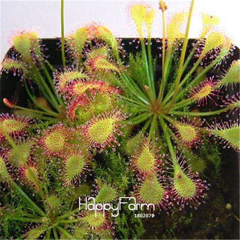Sundew Seeds - Rare Carnivorous Bonsai Plants, Fresh & Novelty Garden Seeds for Home Gardening