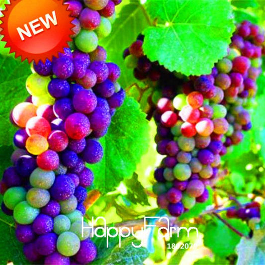 Rainbow Grape Seeds - Natural, Sweet & Easy to Grow | Premium Imported Fruit Plants