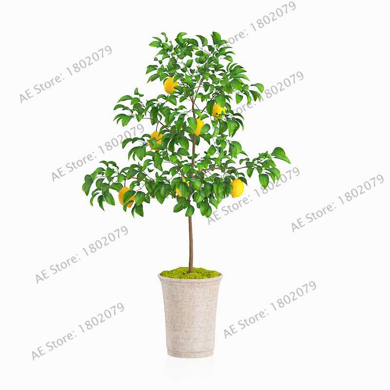 Lemon Tree Seeds - Grow Edible Green Lemons, DIY Home Garden Bonsai Kit | Non-GMO, Fast-Growing