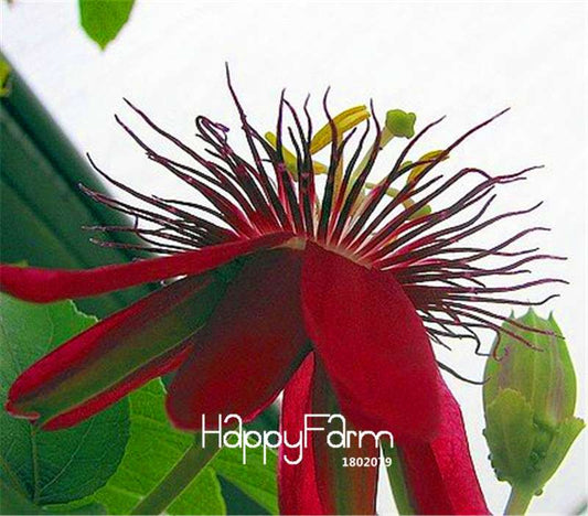 Passion Flower Seeds - Passiflora Vine Fruit Bonsai Plant for DIY Home Garden | Fast-Growing