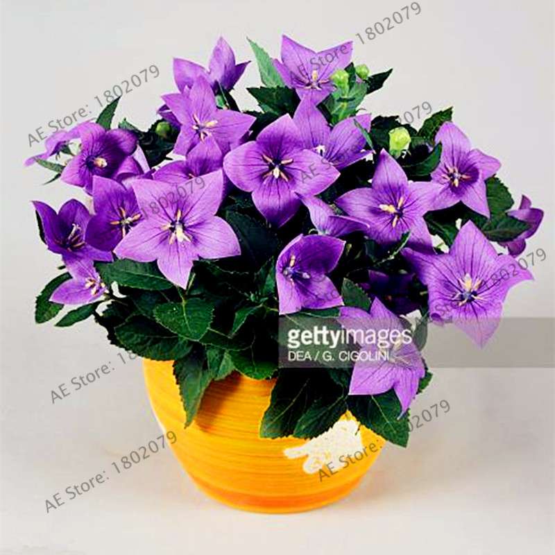 Rare Campanulaceae Flower Seeds - Easy to Grow Indoor/Outdoor Potted Plants for Home & Garden