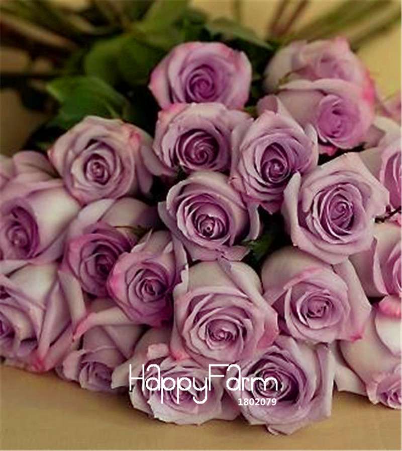 Sterling Silver Rose Seeds - Romantic DIY Gift for Garden Lovers, Home Decor, Bonsai & Flower Planting