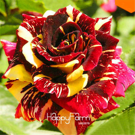 Exotic Stripe Rose Bush Seeds - for Beautiful Garden & Bonsai | Rare Potted Flowers