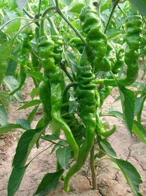 Giant Spicy Red Chili Pepper Seeds - Hot Heirloom Plants for Garden, Pots & Balcony - Non-GMO Bonsai Seeds