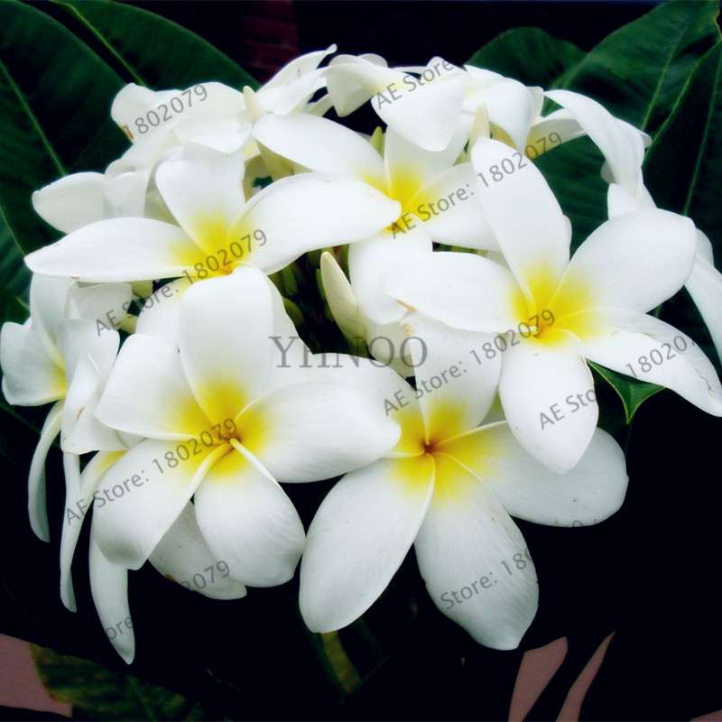 Mixed Color Frangipani Plumeria Seeds - Perennial Bonsai Plant for Home & Garden Planting