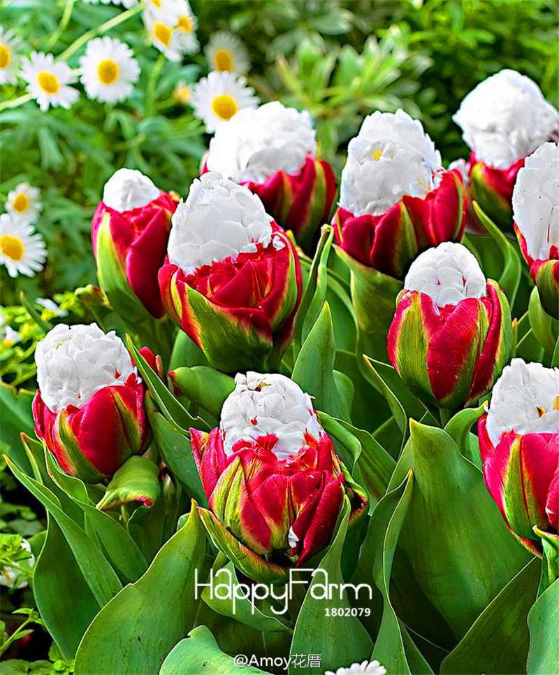 Rare Cabbage Tulip Seeds - Exotic Garden Bonsai Flower Seeds for Pots