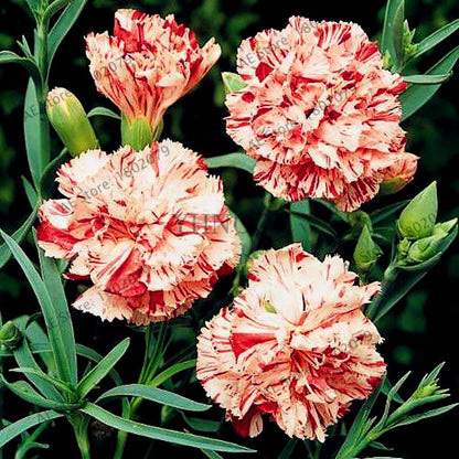 Dianthus Seeds - 24 Vibrant Colors, Easy to Grow, High Germination for DIY Garden Flowers | Fast Shipping