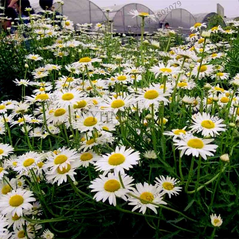 Rare Ground-Cover Chrysanthemum Seeds - Easy-Grow Perennial Bonsai Flowers for Home & Garden