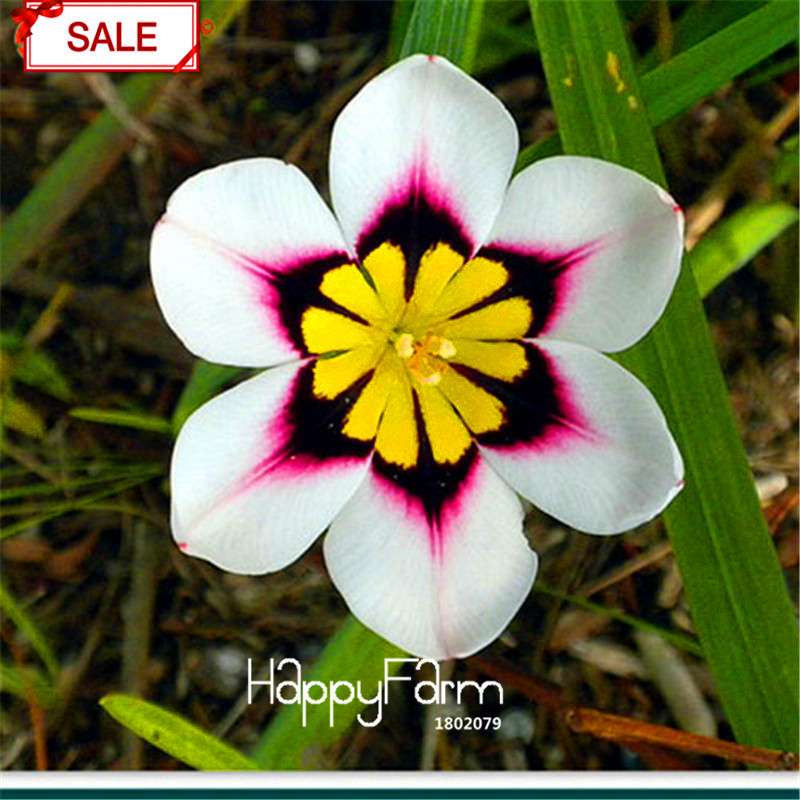 Red Sparaxis Tricolor Rose Flower Seeds - for Balcony Potted Flowers | USA Garden