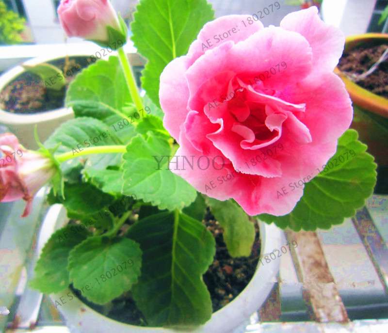 Climbing Gloxinia Seeds - Perennial Sinningia Speciosa Bonsai Flowers for Balcony & Garden Planting