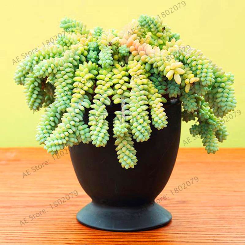 Rare Lithops Succulent Seeds - Living Stone Bonsai Mix for Mini Garden | Fast US Shipping