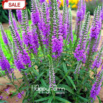 Multi-Color Astilbe Seeds - Vibrant Perennial Flowers for Pots & Gardens | Fast US Shipping