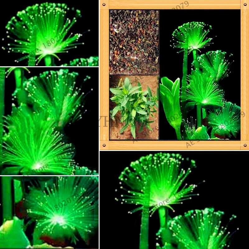 Fluorescent Emerald Aquarium Grass Seeds - Vibrant Water Plant Decor for Fish Tanks | Fast-Growing & Easy Care