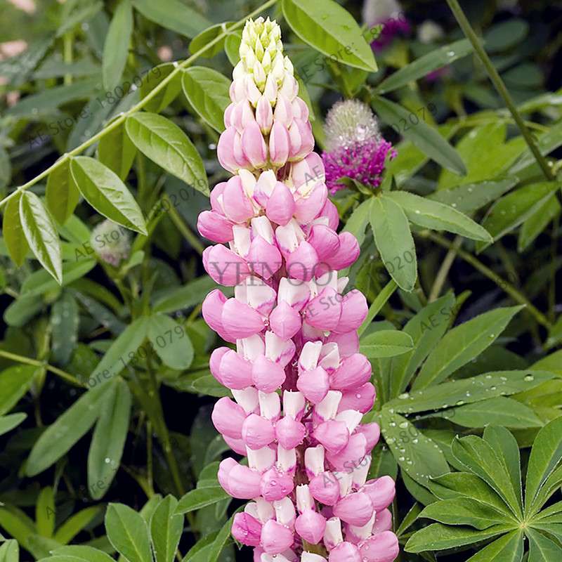 Rainbow Lupine Seeds - Colorful, Easy to Grow Flower Seeds for Garden | Fast Shipping