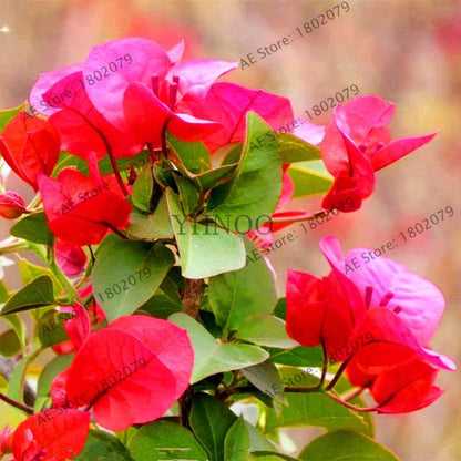 Bougainvillea Bonsai Seeds - Vibrant Flowering Plant for Home & Garden | Fast-Growing, Easy Care