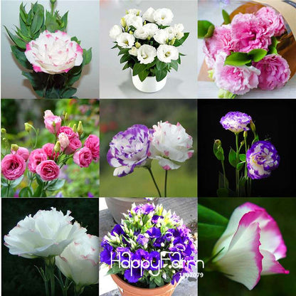 Mixed Color Eustoma Seeds - Perennial Blooming Flowers for Pots, Home & Garden Planting (7 Colors)
