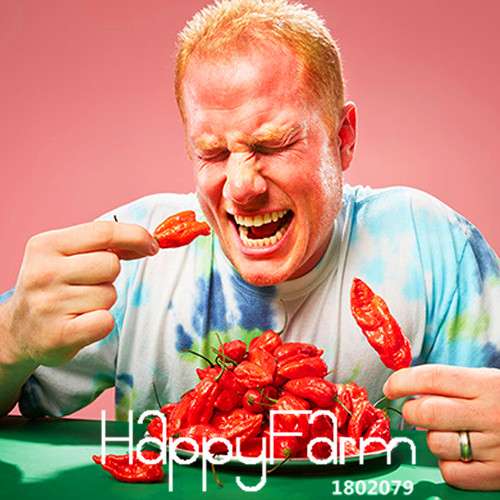 Organic India Devil Hot Chili Seeds - World's Hottest Pepper for Garden & Pots, Non-GMO, Homegrown