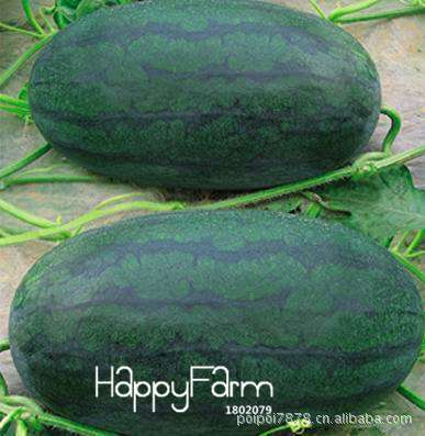 Giant Black Tyrant King Watermelon Seeds - Super Sweet for Home Gardening