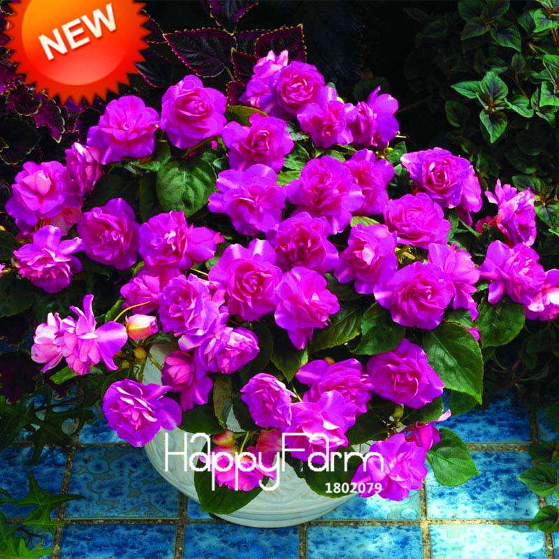 Purple Geranium Seeds Pack - Perennial Pelargonium Peltatum Flowers for Indoor & Outdoor Planting