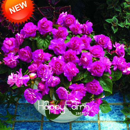 Purple Geranium Seeds Pack - Perennial Pelargonium Peltatum Flowers for Indoor & Outdoor Planting