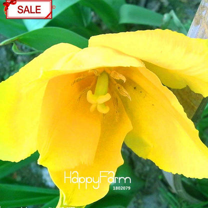 Yellow Jasmine Seeds - Fragrant Mirabilis Flower for Garden Planting, DIY Charm - USA Seller