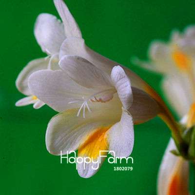 Premium Purple Freesia Seeds - Vibrant Orchid-Like Blooms for Home Garden