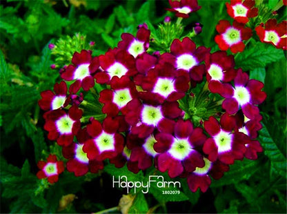 Colorful Verbena Hybrida Seeds - Vibrant Bonsai Flower Seeds for Home Garden Planting